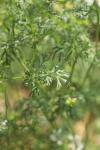 Coriandrum sativum