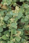 Chenopodium vulvaria
