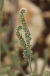 Heliotropium europaeum