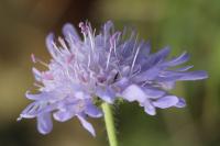 Knautia arvensis