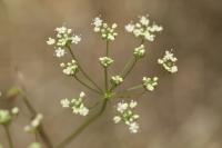 Pimpinella saxifraga