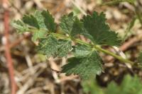Pimpinella saxifraga