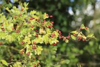 Crataegus monogyna