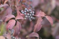 Cornus sanguinea