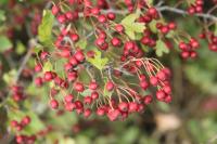 Crataegus monogyna