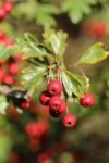 Crataegus monogyna