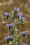 Echium vulgare