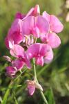 Lathyrus latifolius