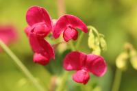 Lathyrus tuberosus