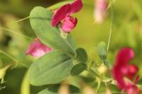 Lathyrus tuberosus