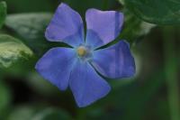 Vinca major