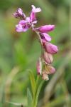 Polygala vulgaris