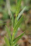 Polygala vulgaris