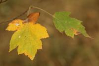 Torminalis glaberrima