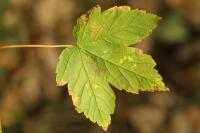 Acer pseudoplatanus