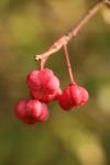 Euonymus europaeus