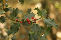 Ilex aquifolium