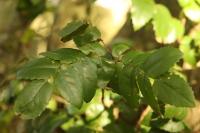 Berberis aquifolium