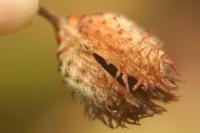 Fagus sylvatica