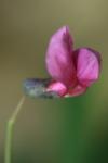 Lathyrus linifolius