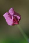 Lathyrus linifolius