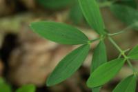 Lathyrus linifolius