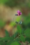 Lathyrus linifolius