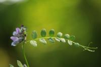 Vicia sepium