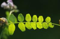 Vicia sepium