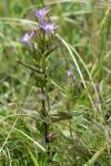 Gentianella germanica