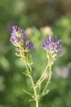 Medicago sativa