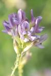 Medicago sativa