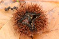 Castanea sativa