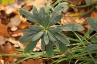 Daphne laureola