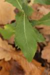 Hieracium umbellatum