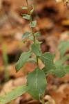 Hieracium umbellatum