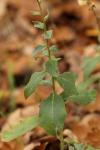 Hieracium umbellatum