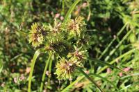 Cyperus eragrostis