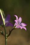 Campanula rapunculus