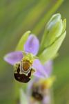 Ophrys apifera
