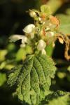 Lamium album