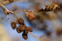 Alnus glutinosa