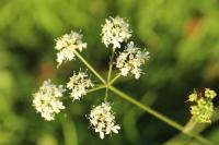 Heracleum sphondylium