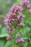 Centranthus ruber