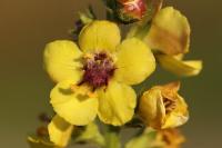 Verbascum virgatum