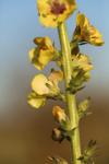 Verbascum virgatum
