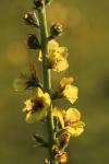 Verbascum virgatum