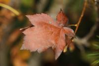 Torminalis glaberrima