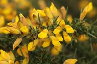 Ulex europaeus