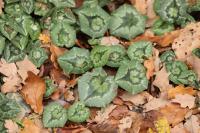 Cyclamen hederifolium